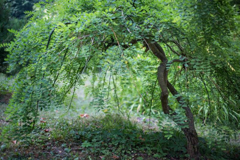 pszl_noveny-allat_pic07.jpg